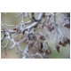 Branches4.jpg